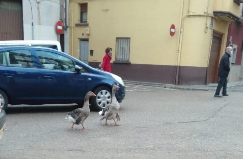 Las dos ocas, de paseo por Aranda