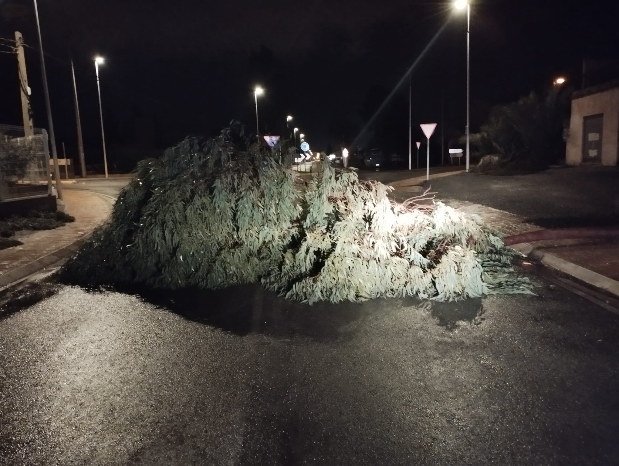 Cae un árbol en la Carretera de Águilas con el Carril de Vela