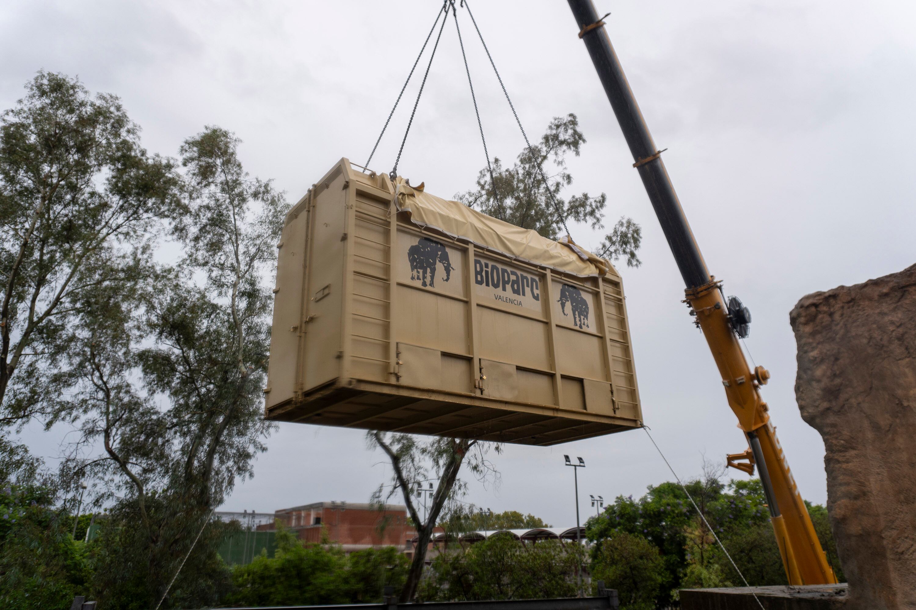 Traslado de la Elefanta Metzi desde Bioparc València