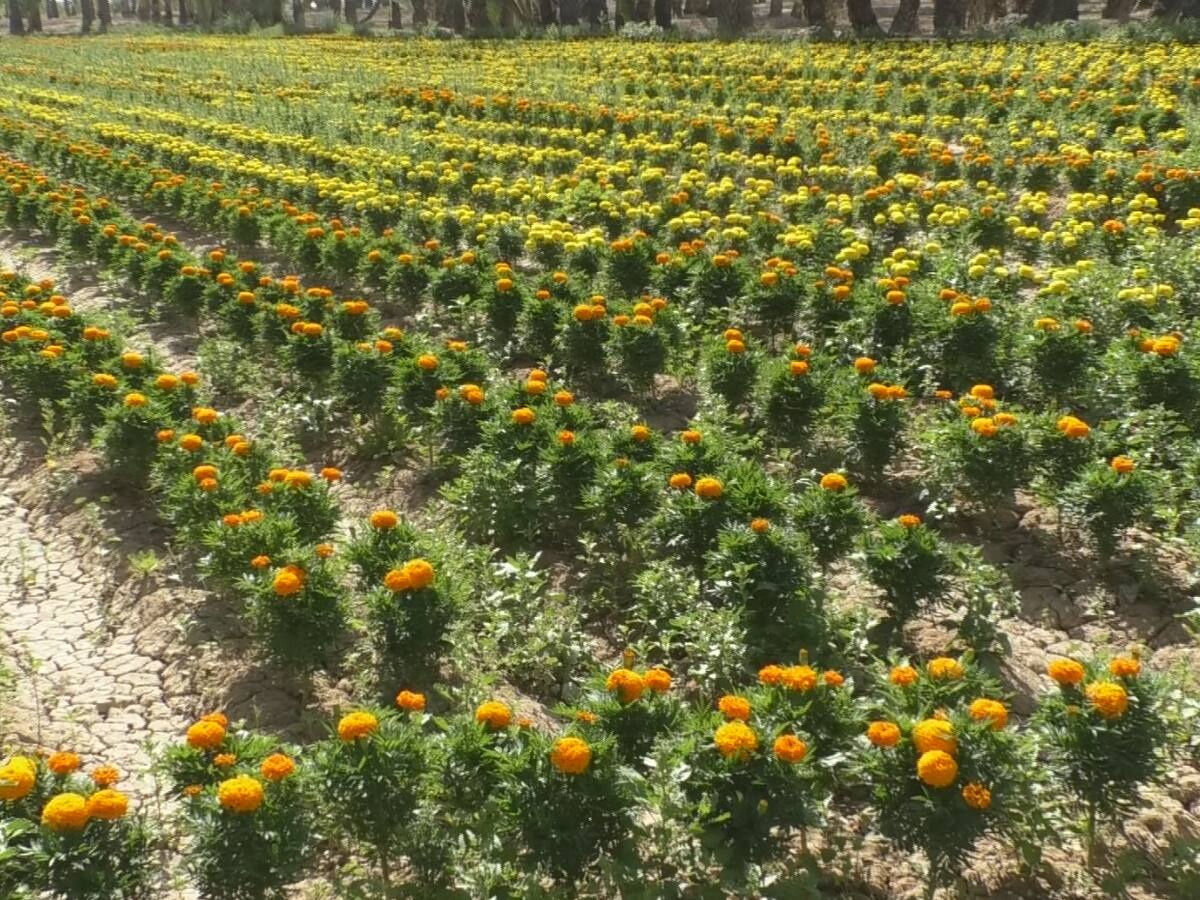 Elche recupera la tradición de plantar tagetes para la Batalla de Flores