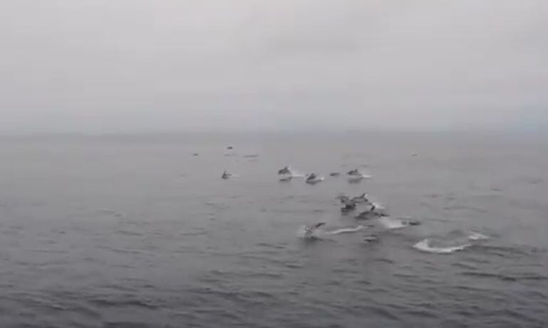 El mayor grupo de delfines jamás visto por el Instituto para el Estudio de los Delfines Mulares 