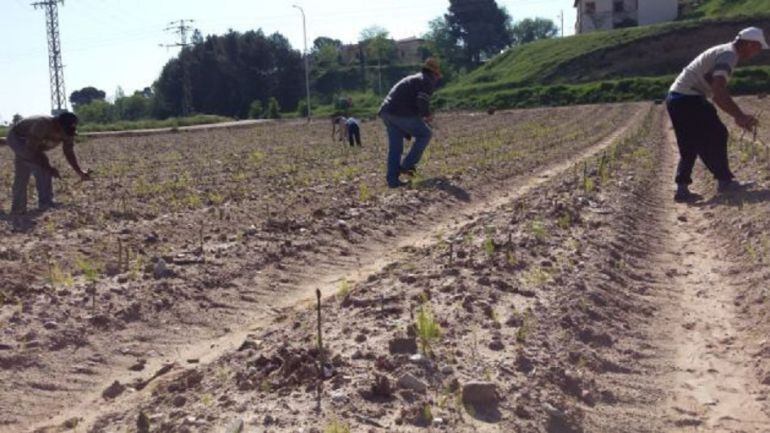 Recogida de espárragos en el municipio de Torre del Burgo.