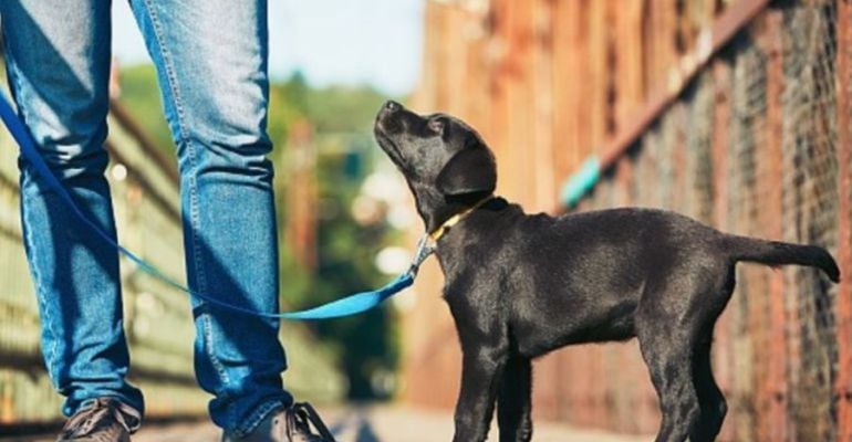 Una de las medidas es promover la adopción frente a la compra