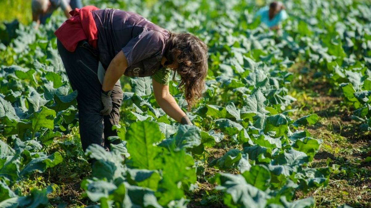 San Isidro y sus mujeres