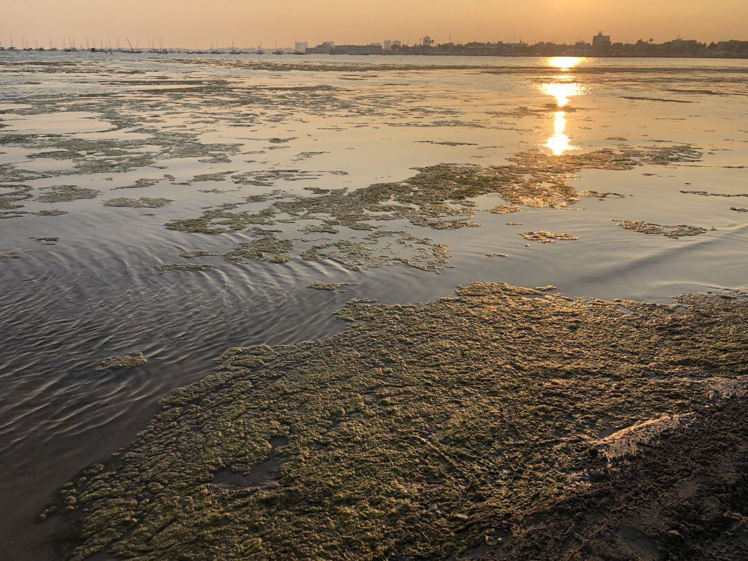 Algas en la playa de Villananitos hace una semana