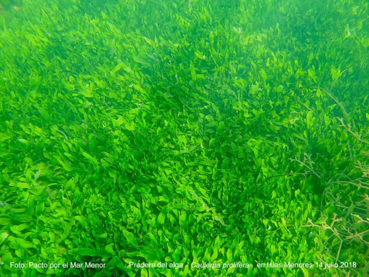 Pacto por el Mar Menor:" La recuperación de la laguna no está llegando a sus aguas profundas"