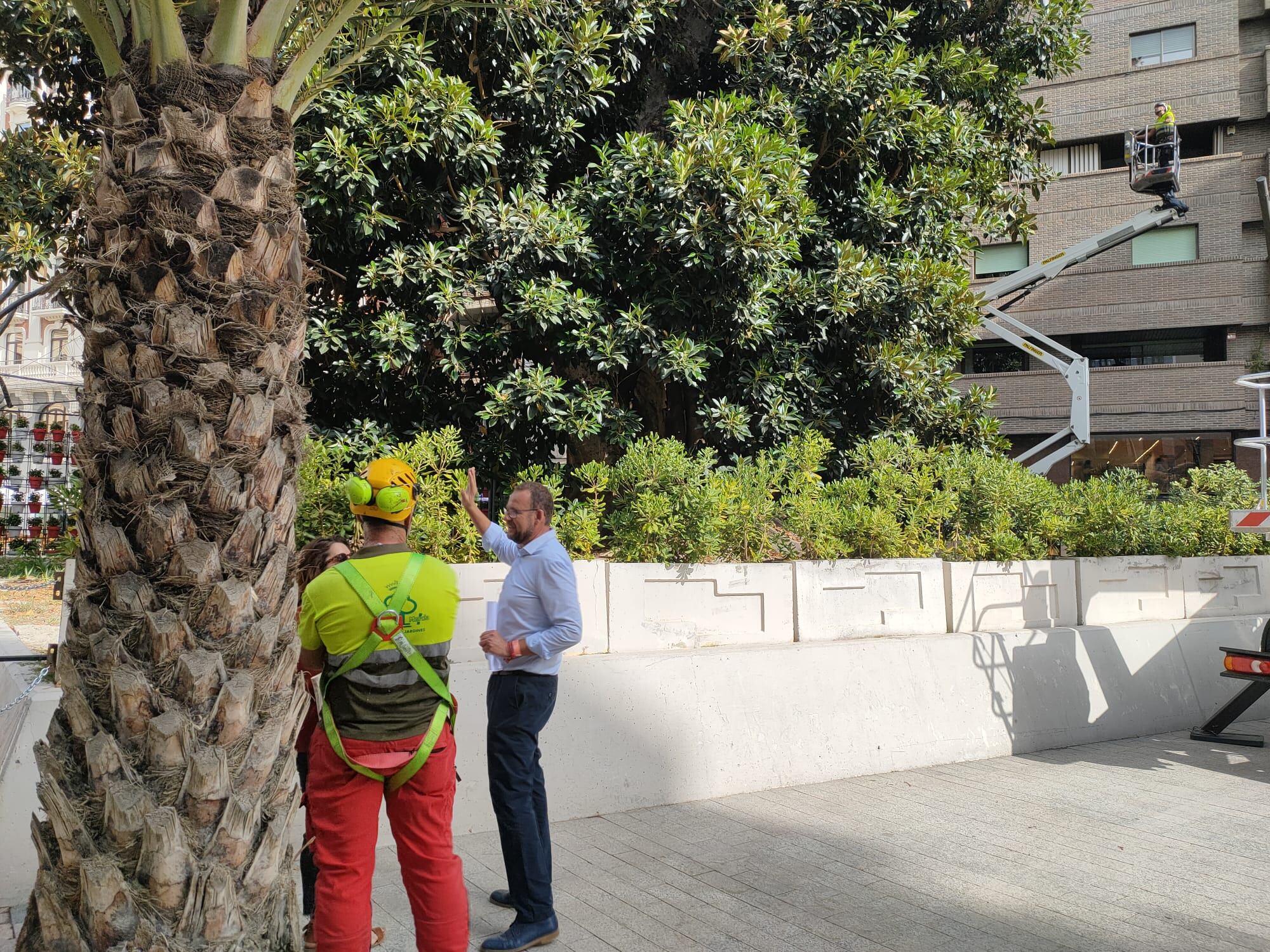 Ficus de la Plaza de Santo Domingo