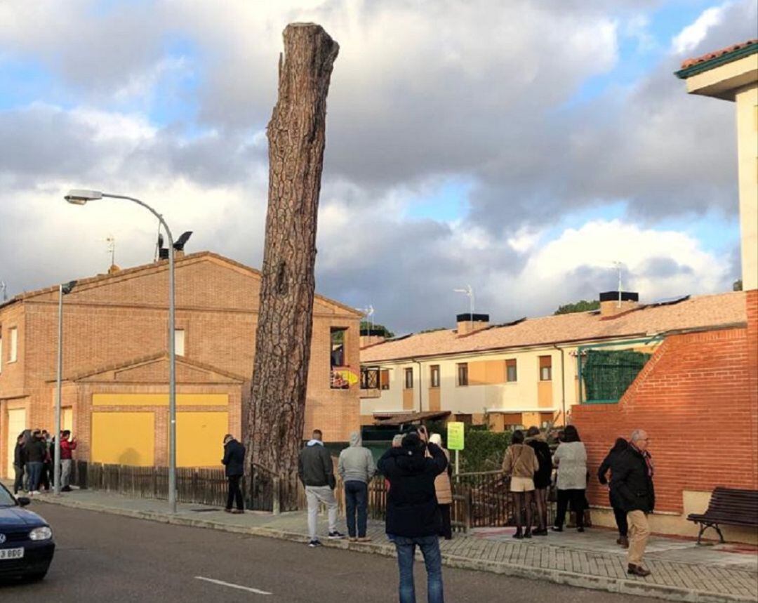 El emblemático Pino Macareno de Peñafiel se vino abajo fruto del temporal