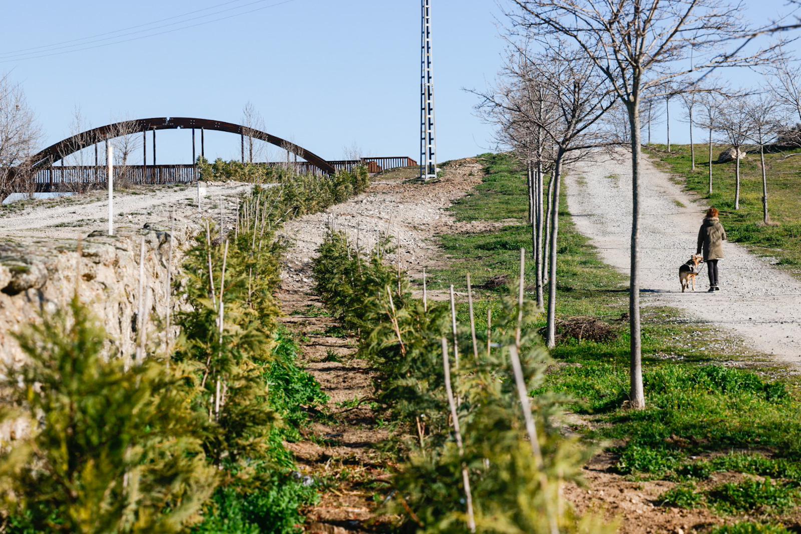 Barrera Vegetal en Colmenar Viejo