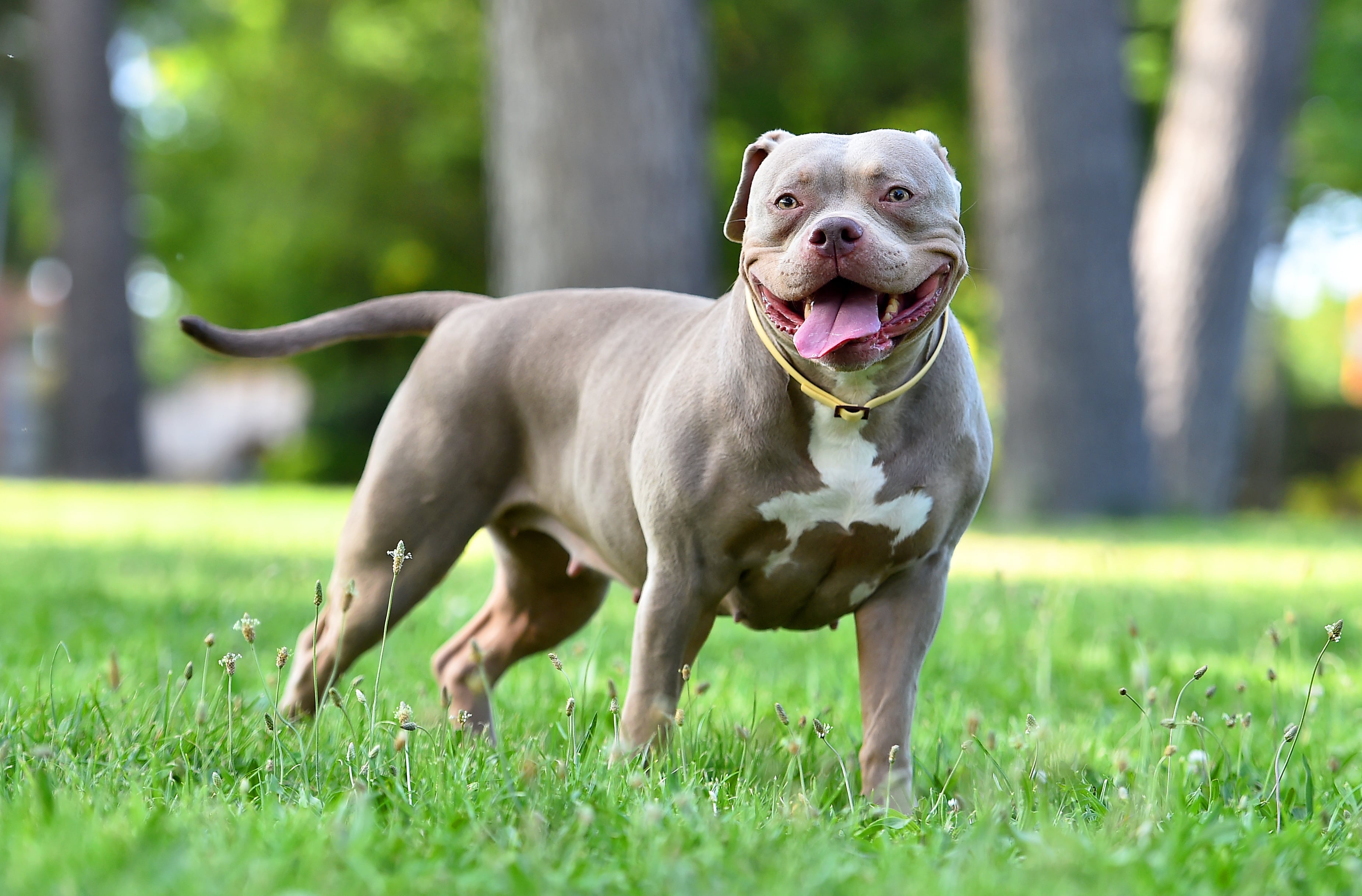 Perro de raza American Staffordshire Terrier, considerada potencialmente peligrosa