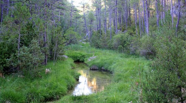 El arroyo discurre por un paraje de gran valor natural.