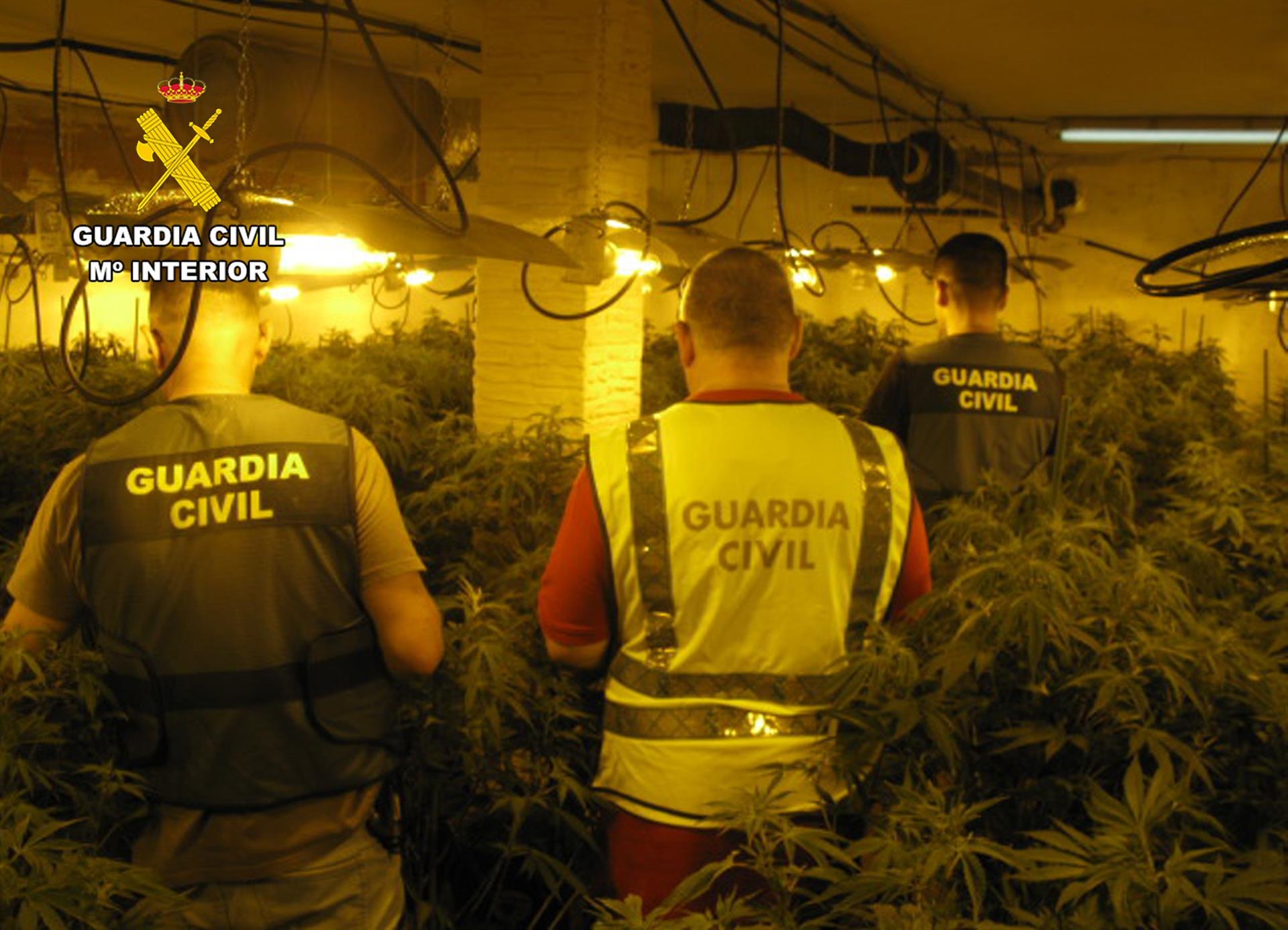 Agentes de la Guardia Civil junto a parte de las plantas de marihuana intervenidas en el marco de la operación &#039;Pathmari&#039;