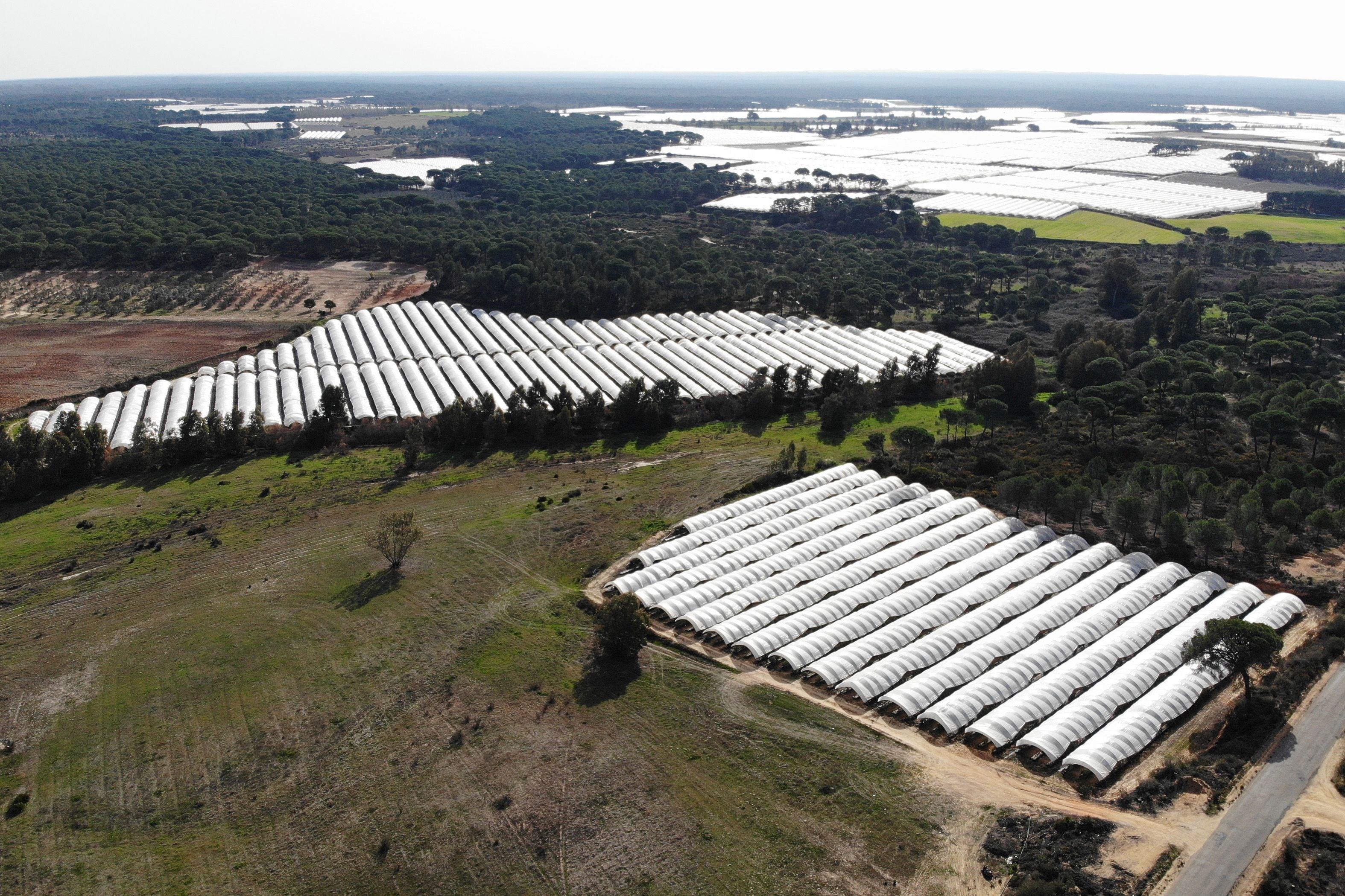 WWF. Toma aérea de cultivos en la Corona Forestal de Doñana