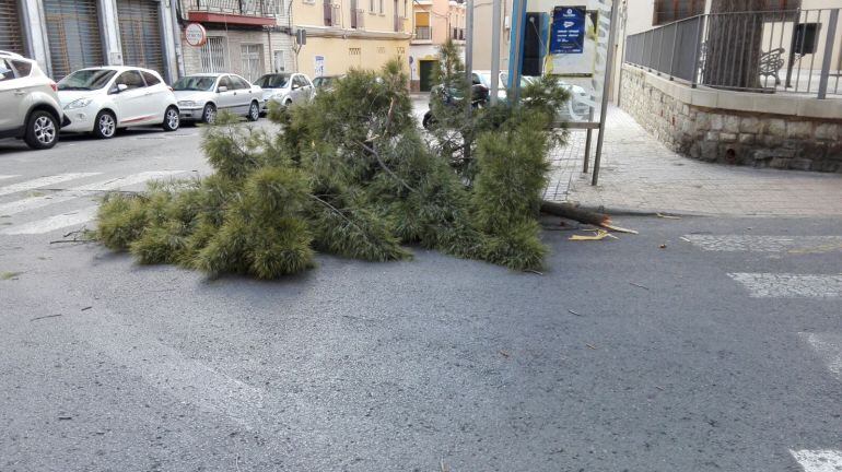 Rama caída de un pino en la calle Los Giles