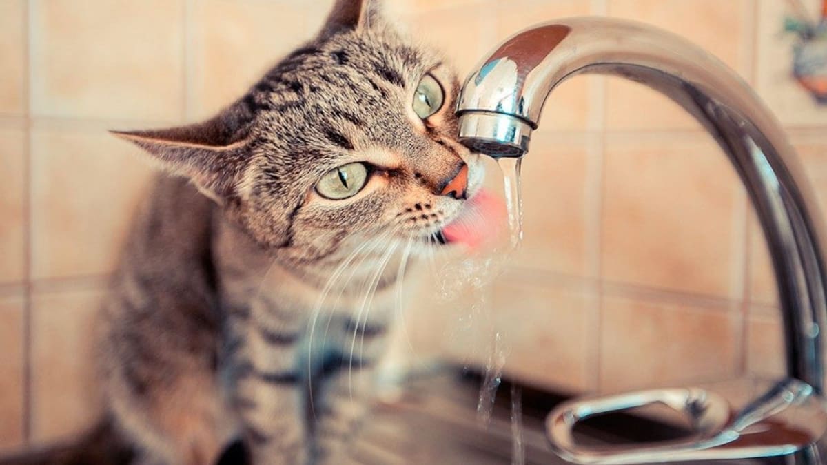 El gerente de BIOMascotas Peñafiel, Daniel García, repasa en la SER como combatir el calor en los gatos