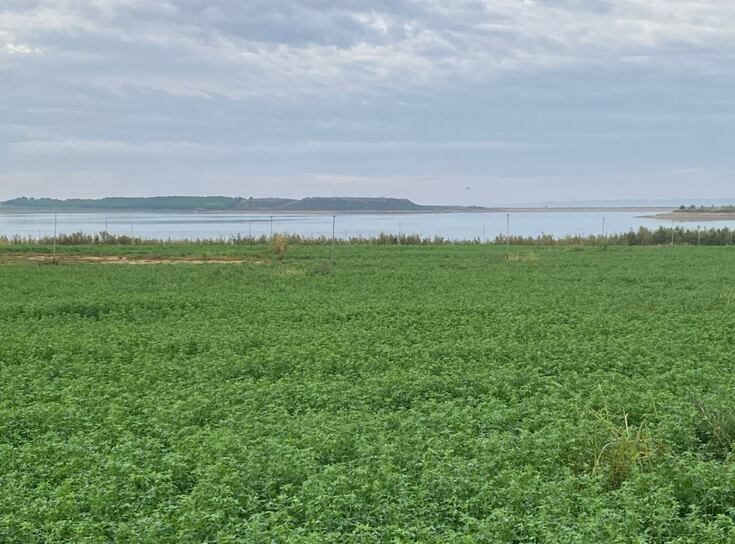 Nafosa, grupo clave en forrajería.