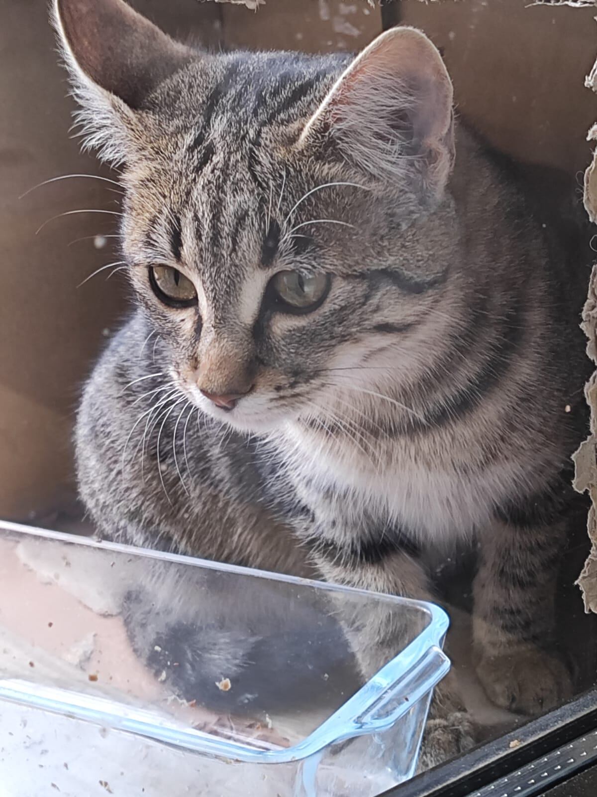 Foto de gato. Archivo