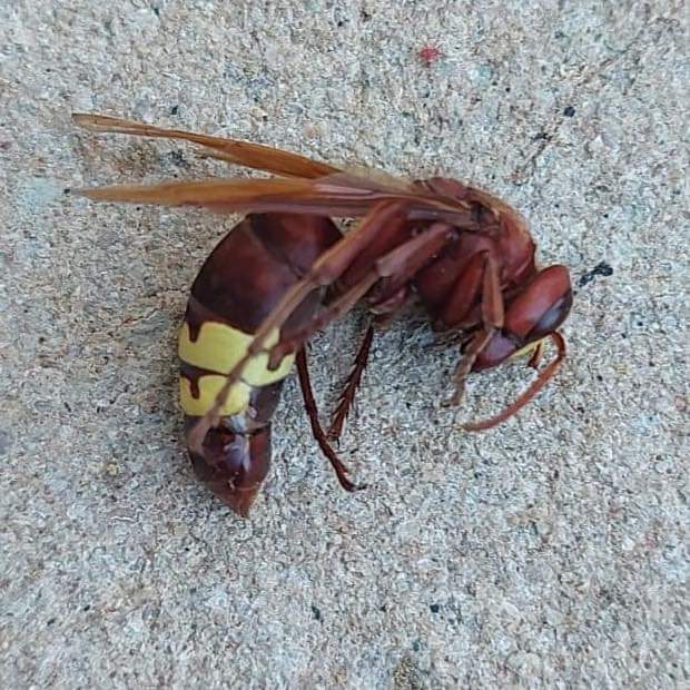 Avispa oriental encontrada en la urbanización Azahar de Jaén.