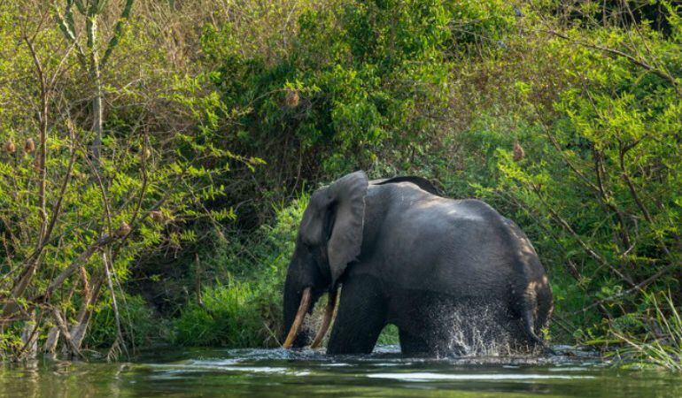 Imagen de un ejemplar de elefante salvaje africano.