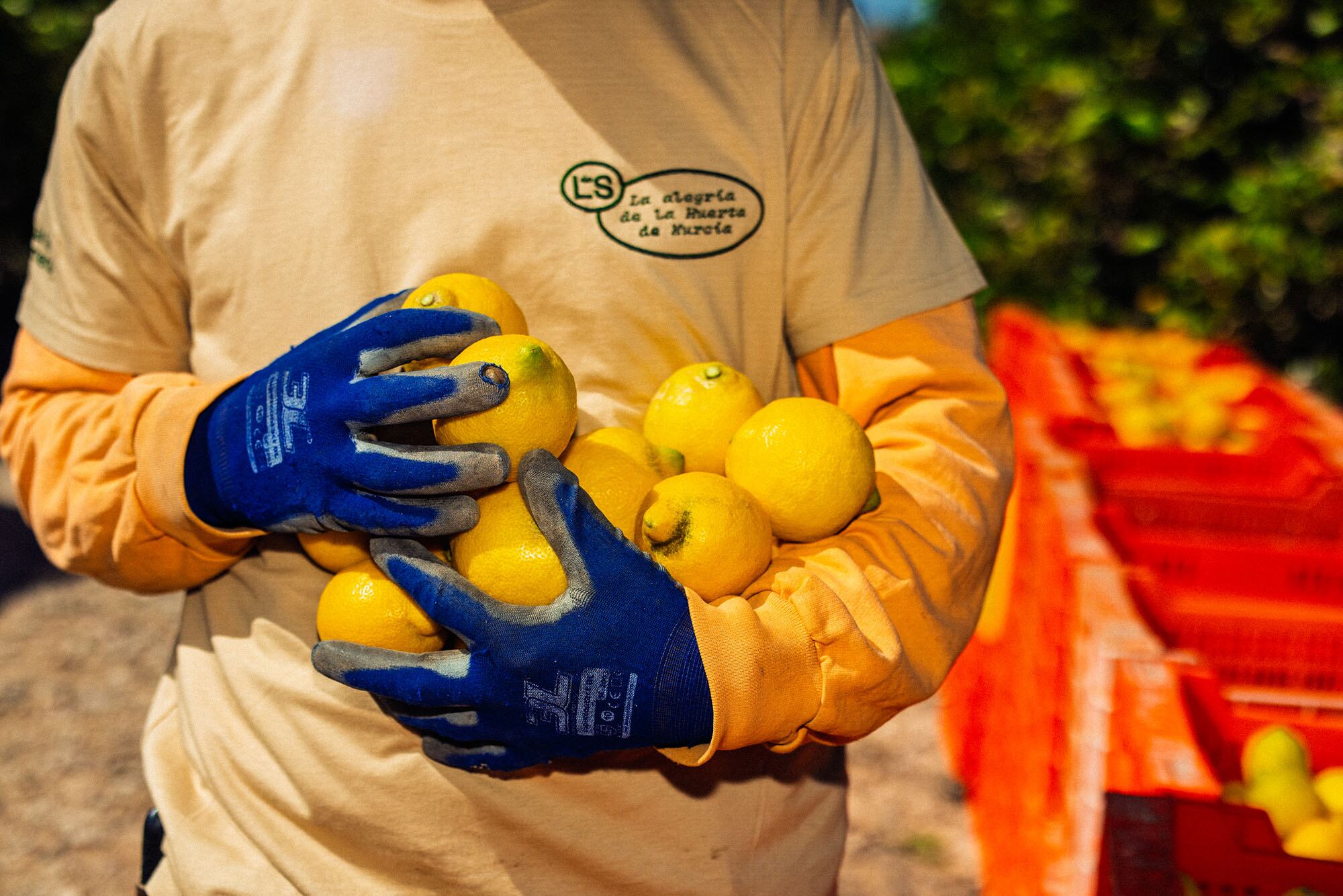 Cosecha de limones, en Santomera.