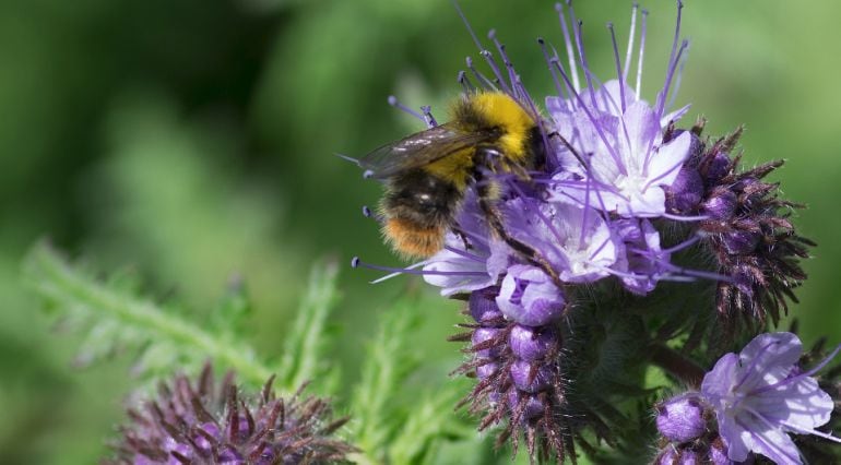 Abeja polinizando 