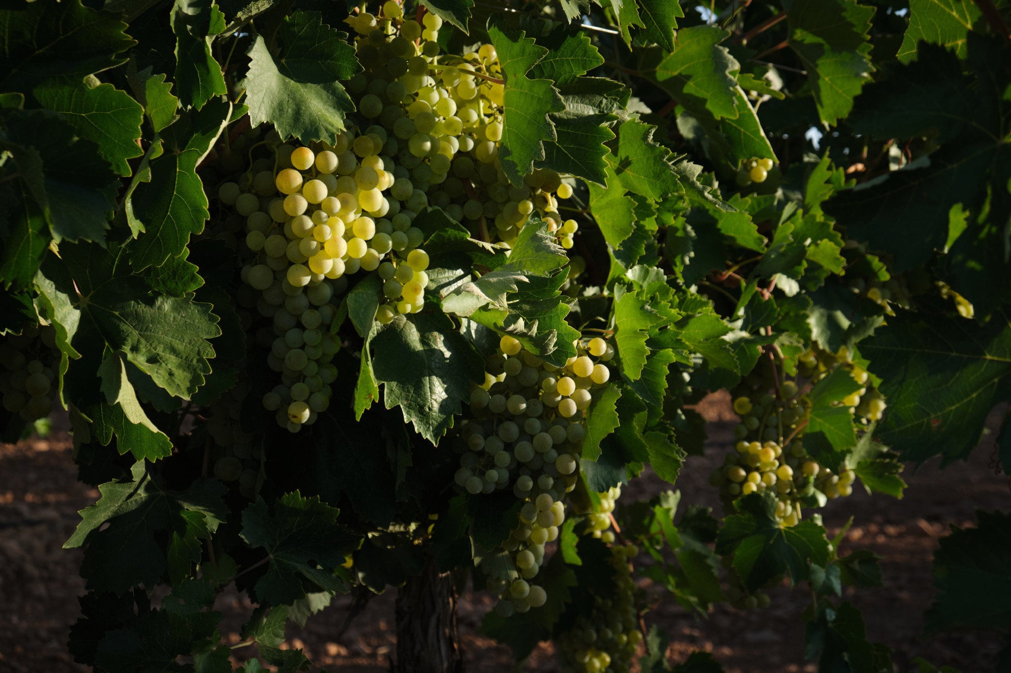 Una vid con uvas durante la vendimia en la provincia de Ciudad Real