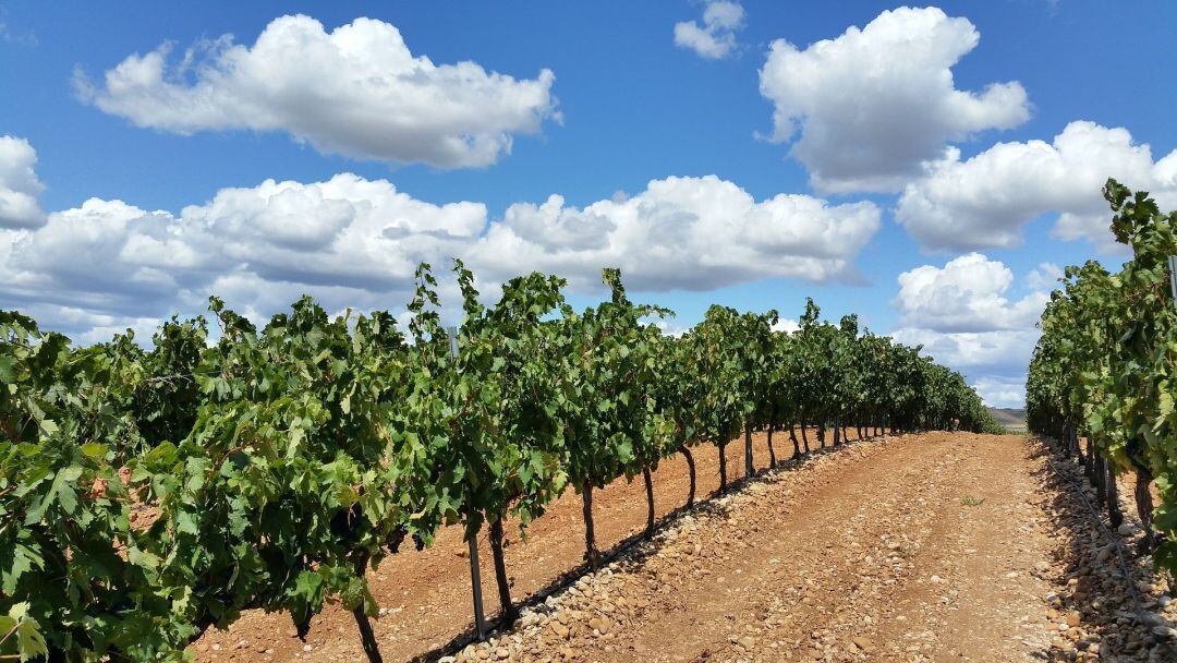 Viñedo en La Rioja.