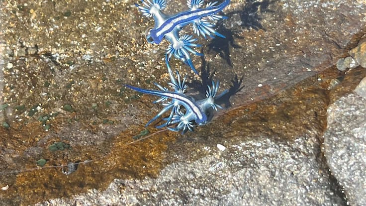 Animales fantásticos que mejor ver y no tocar: Las propiedades de los dragones azules y carabelas portuguesas