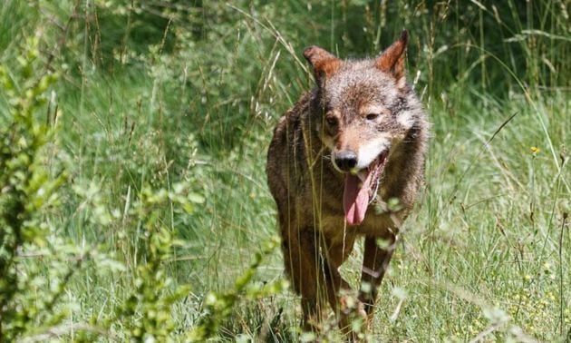 Un lobo ibérico en el parque de El Hosquillo (Cuenca).