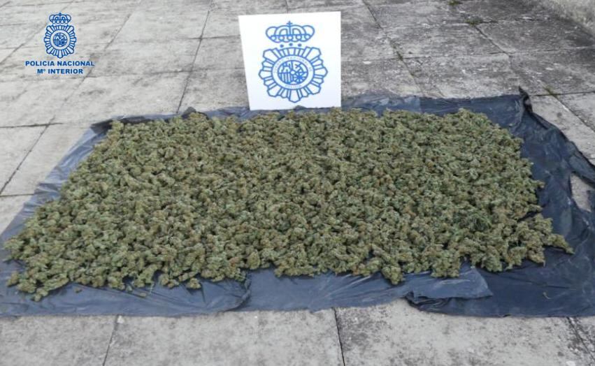 Marihuana intervenida en Puertollano