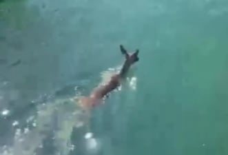 Un corzo nada en aguas del puerto de Castellón