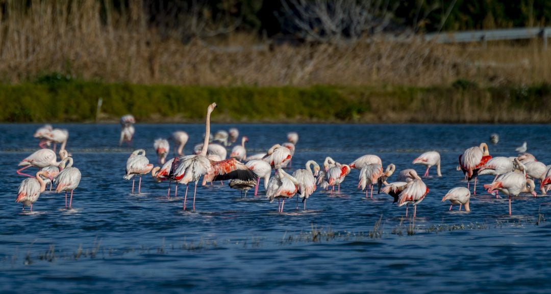 Flamencos en l&#039;Albufera de València