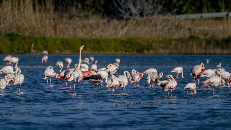 Agriculores valencianos advierten que los flamencos "llevan meses destrozando campos de arroz en La Albufera"
