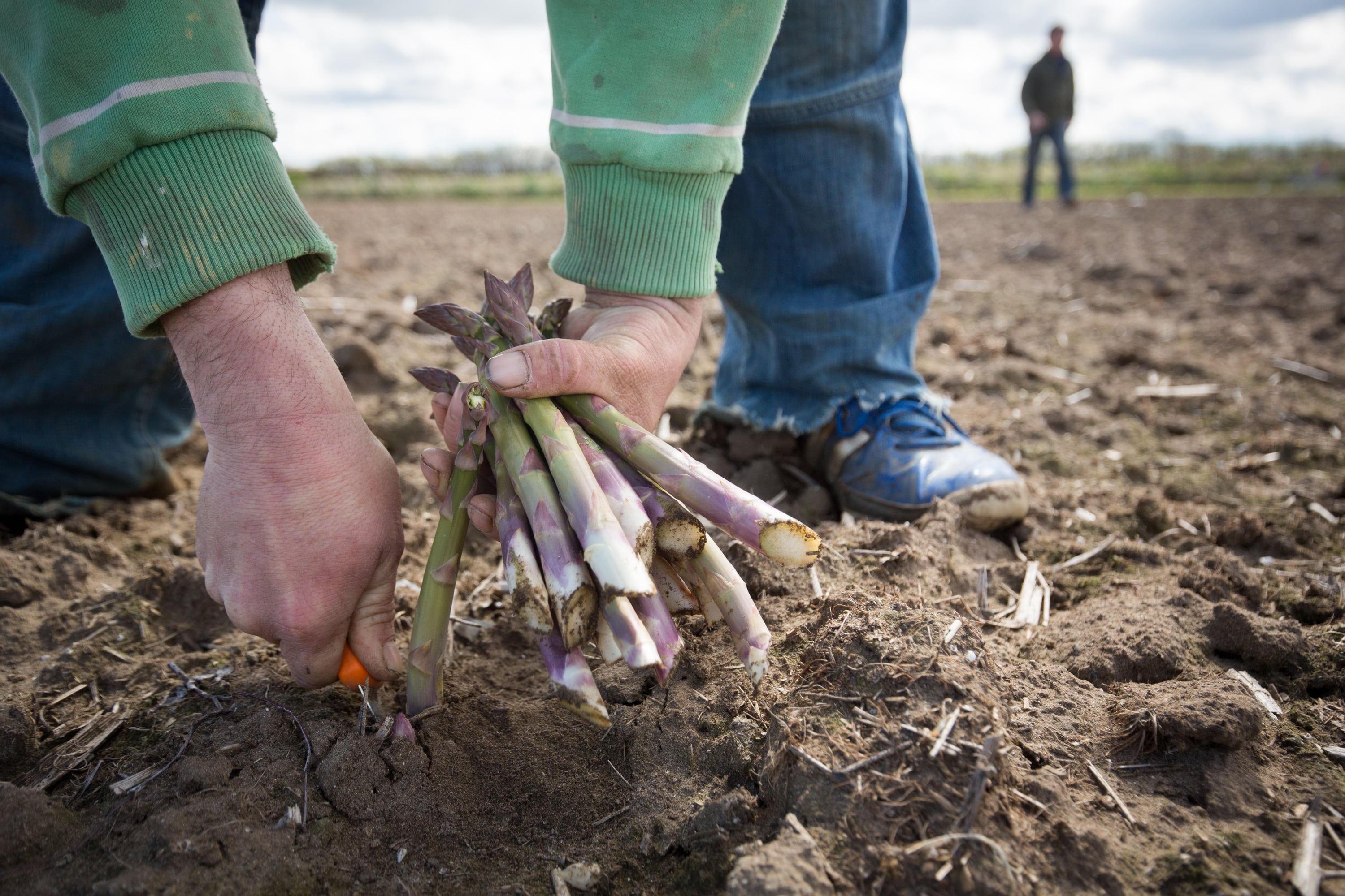 El espárrago se cultiva desde hace más de 6000 años.