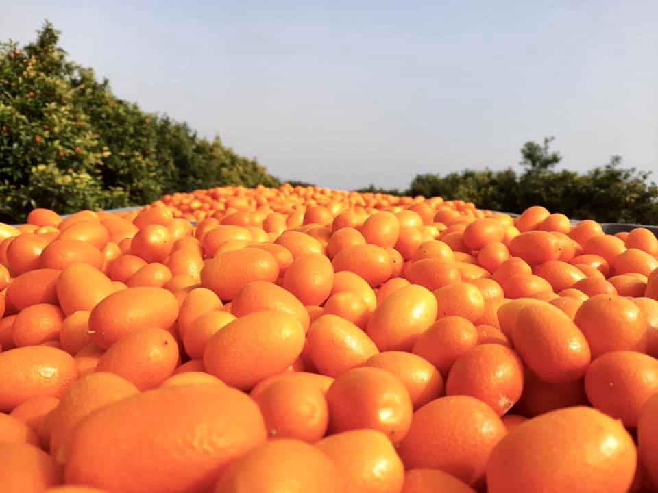 Kumquat producido en la Región de Murcia