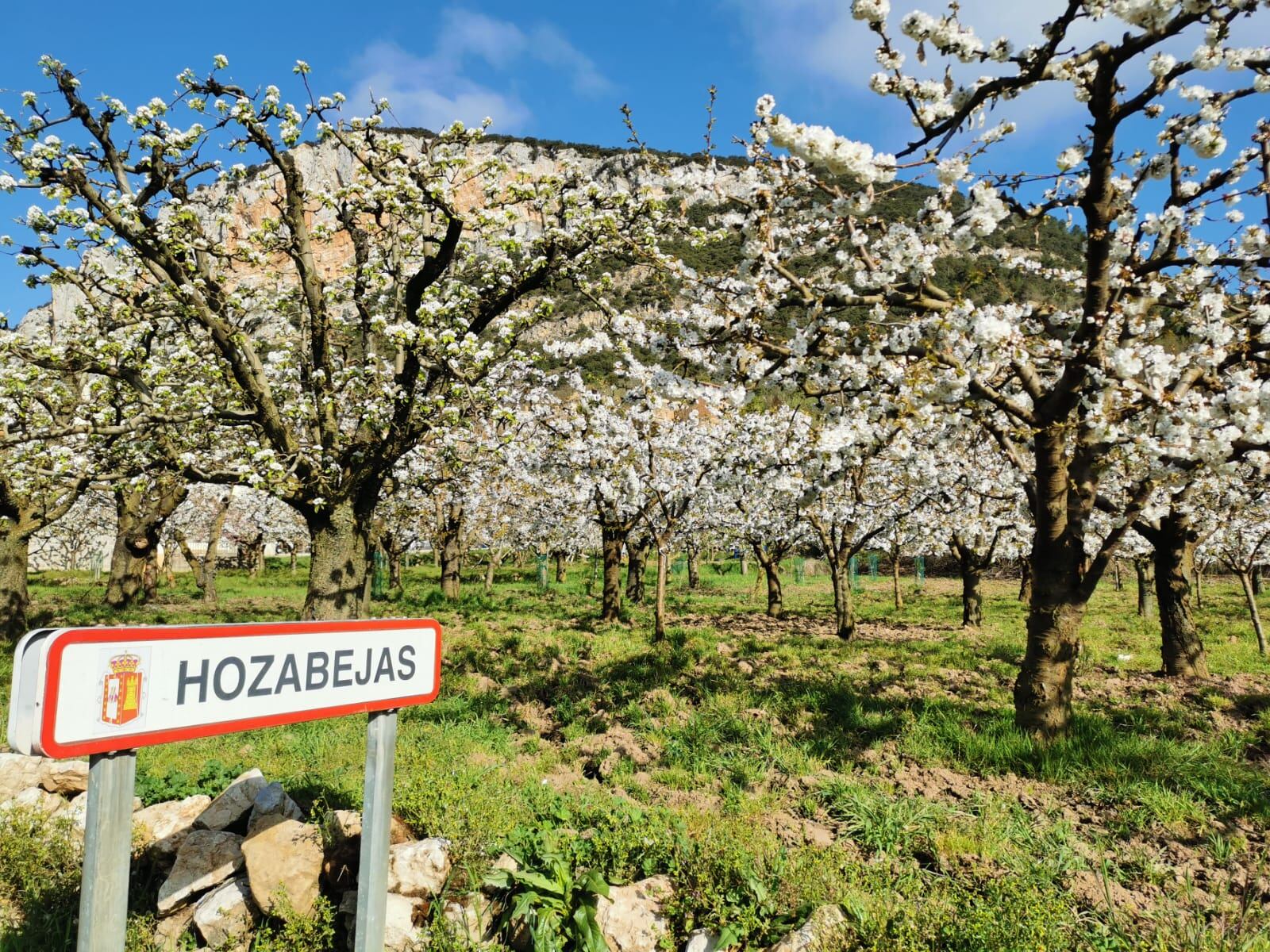 Vista de la entrada de Hozabejas con los cerezos en flor