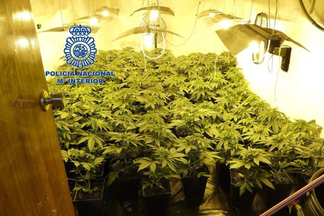 Plantación encontrada en casa okupa