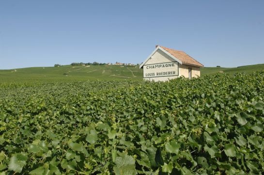 Viñedos de Louis Roderer, en Reims.