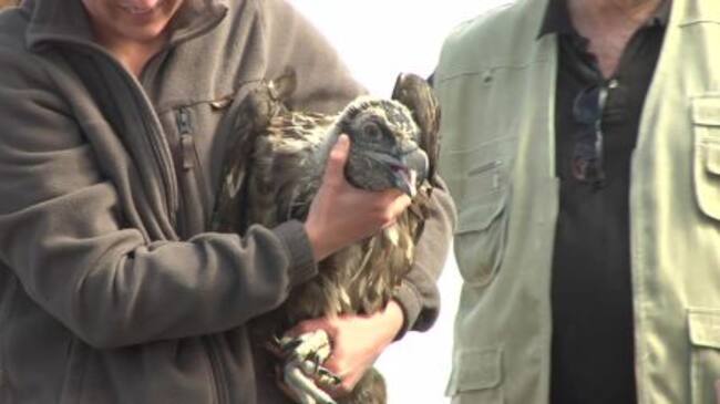 El ejemplar llegado del centro de Austria ha sido bautizado con el nombre de Iruela