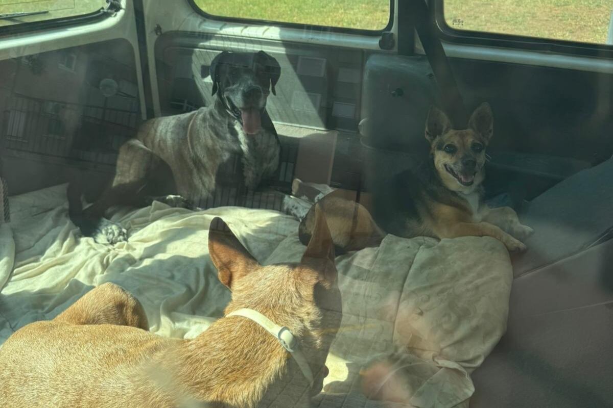 Perros en el interior del coche aparcado