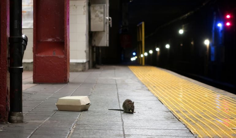 Una rata comiendo en la estación de Herald Square en el metro de Nueva York.