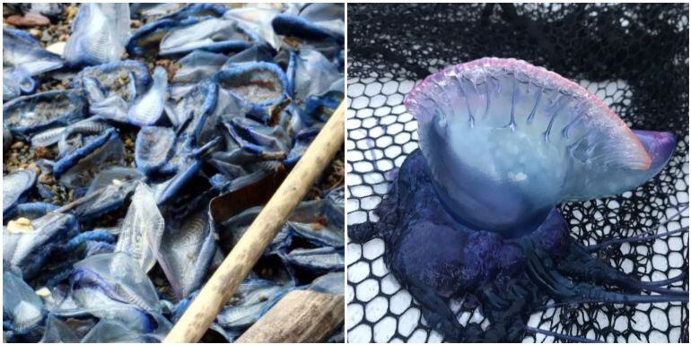 A la izquierda, ejemplares de la medusa &quot;Velella Velella&quot;. Foto de ACN | A la derecha, y a modo de comparación, un ejemplar de carabela portuguesa. Foto de Álvaro Martínez Quintanilla