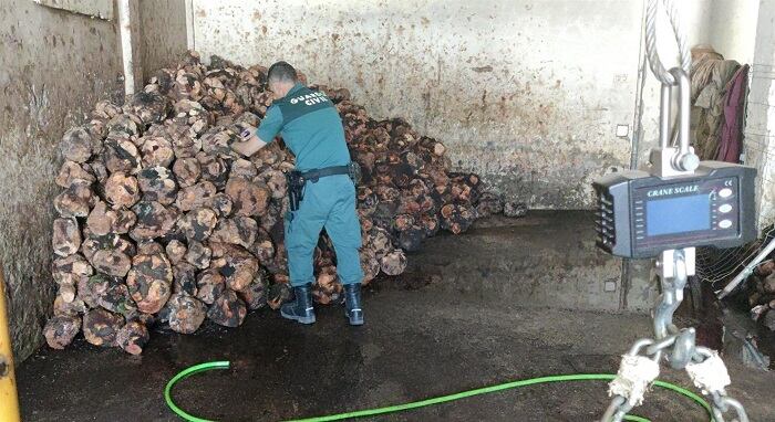 Un agente con las cepas de brezo intervenidas en Jimena