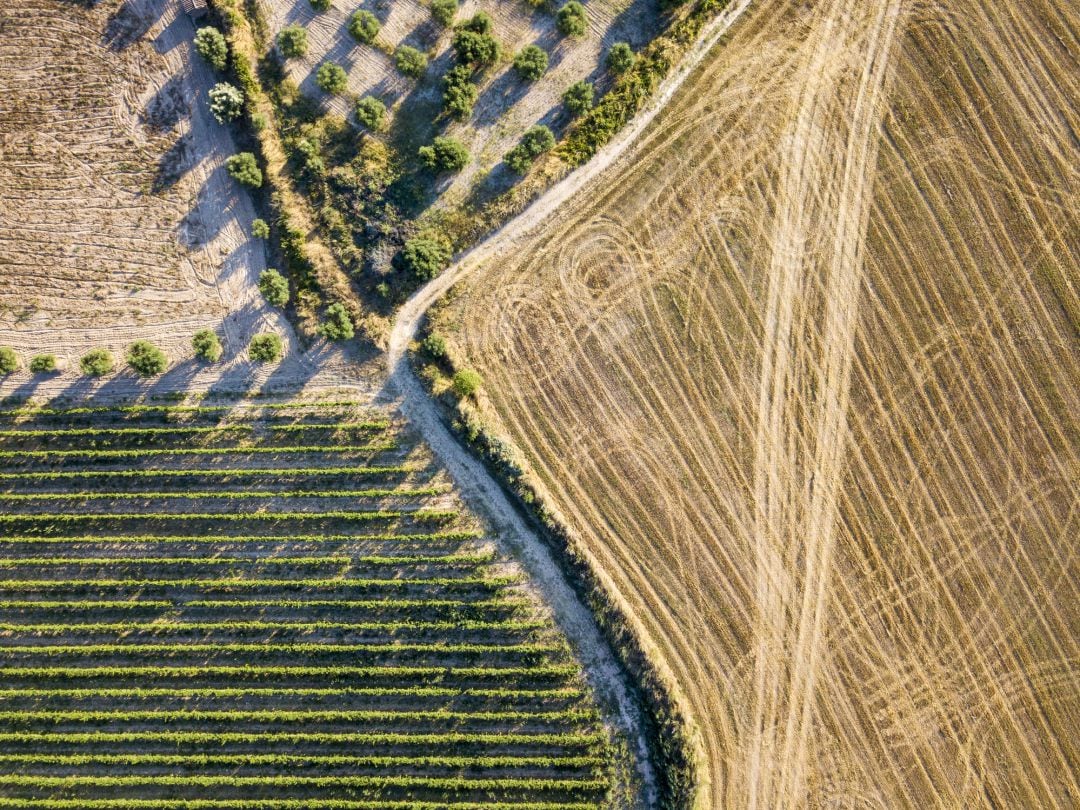 Murcia es la quinta comunidad autónoma con más superficie dedicada a la agricultura ecológica 