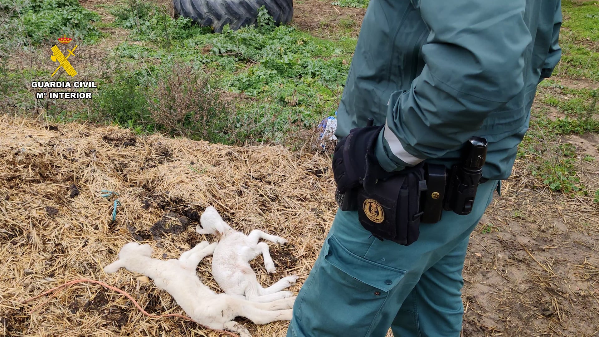 Corderos muertos en la explotación de Uceda