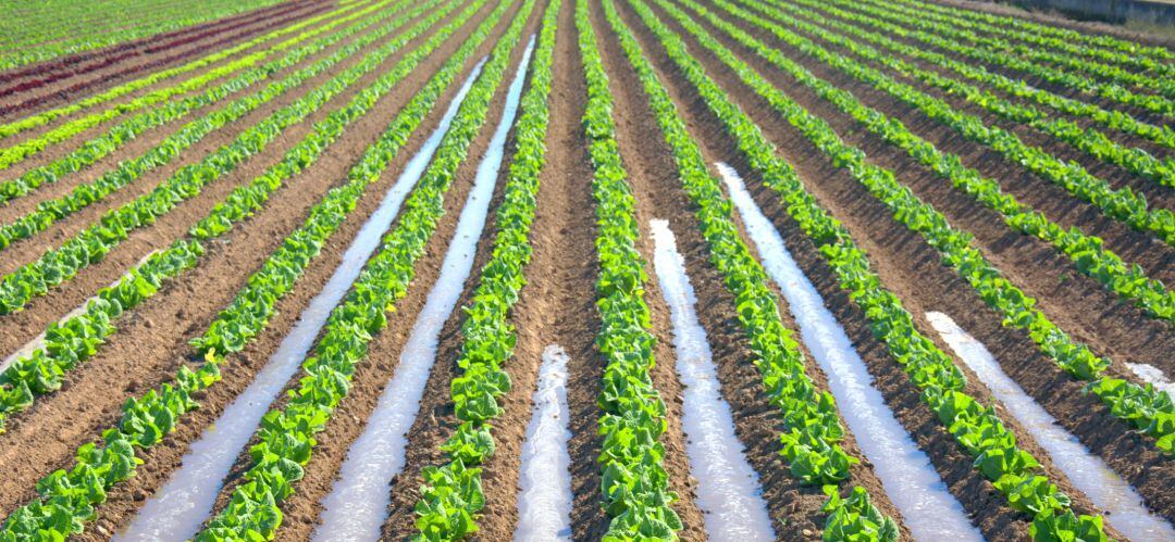 Plantación agrícola