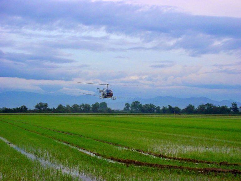 El Servei de Control de Mosquits ja utilitza mitjans aeris per fer tractament en camps d'arròs