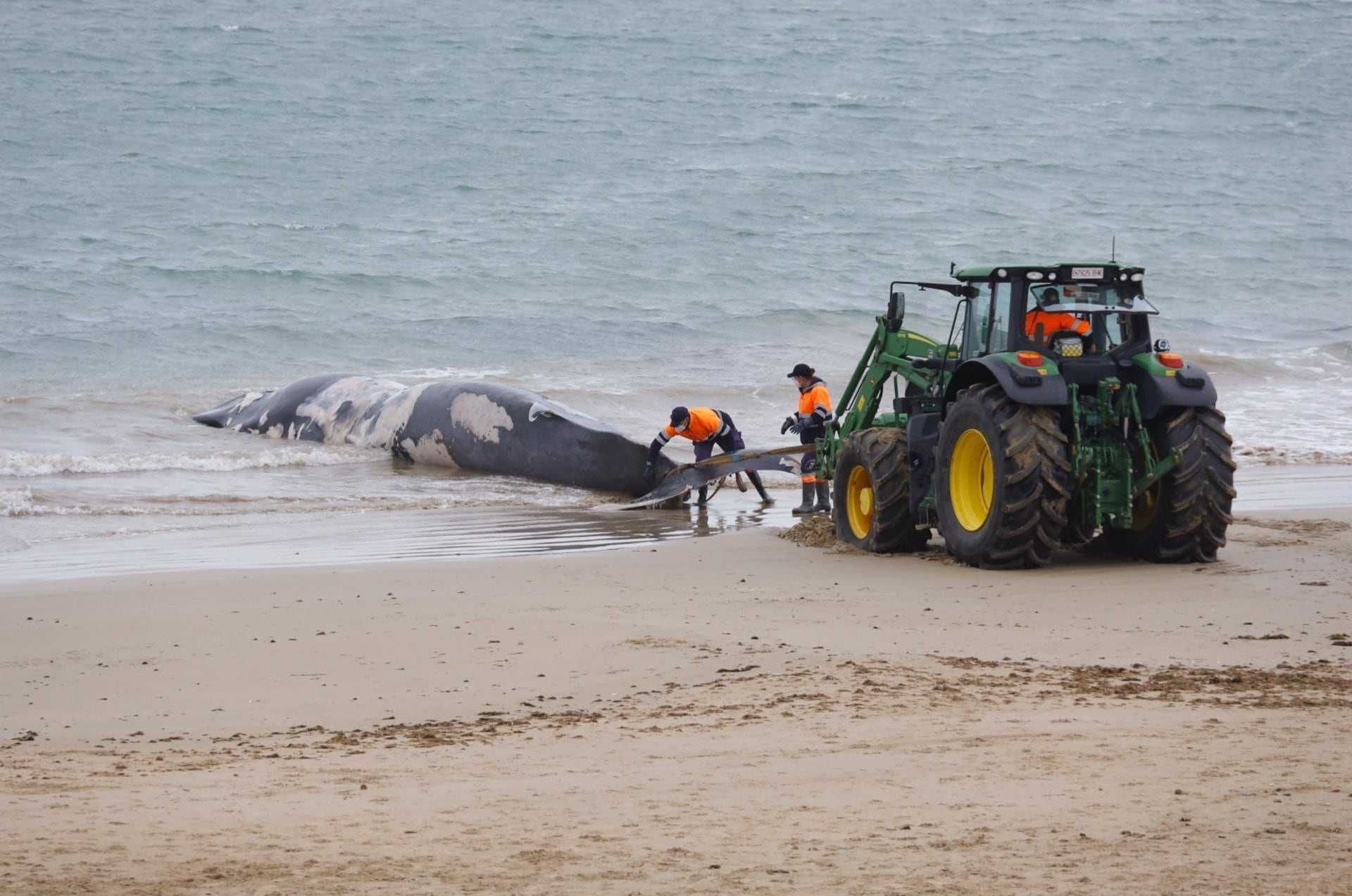 Retiran una gran ballena en avanzado estado de descomposición varada en la playa del Chorrillo en Rota