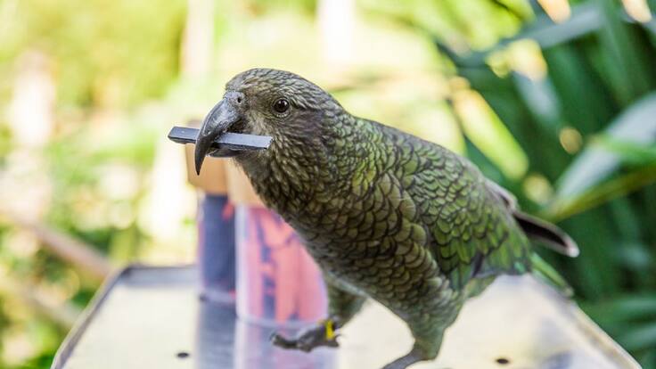 El gerente de BIOMascotas Peñafiel, Daniel García, habla en tiempo de Hoy por Hoy Peñafiel sobre los juegos para loros