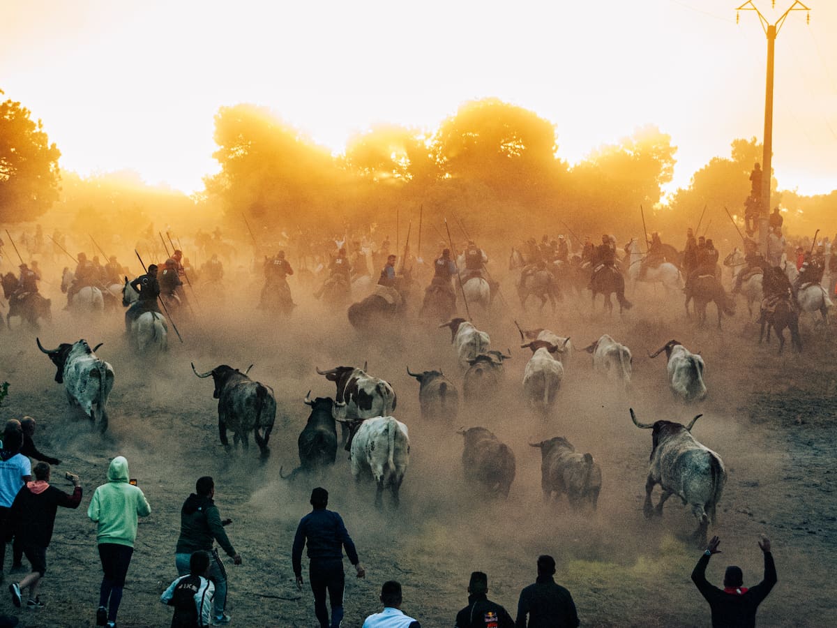 La Peña Taurina El Encierro valora positivamente las ganaderías de los encierros de Cuéllar 2026